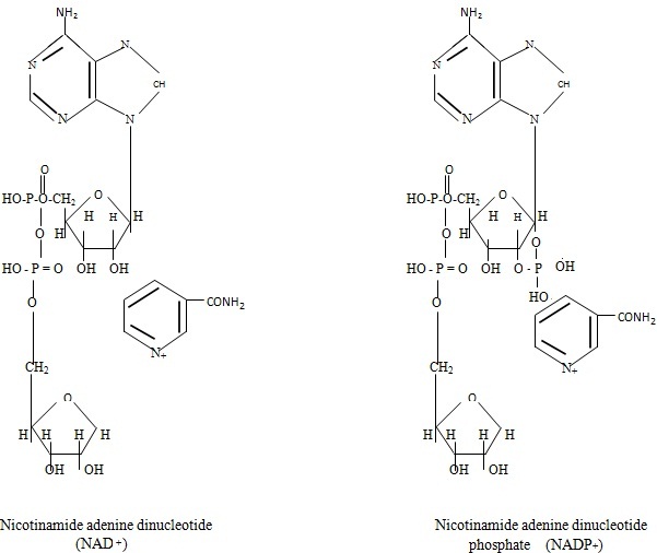 Nicotinamide adenine dinucleotide and nicotinamide adenine dinucleotide phosphate (NAD+) AND NADP+